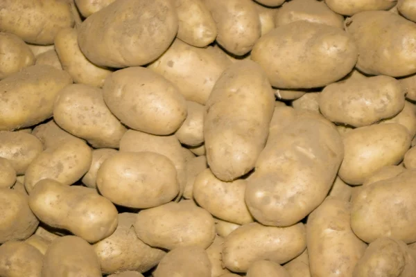 stock image Patatoes