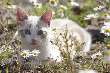 kedi çiçek