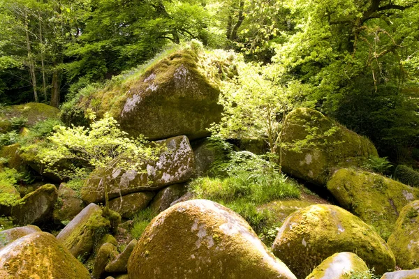 Rocks in forest — Stock Photo, Image