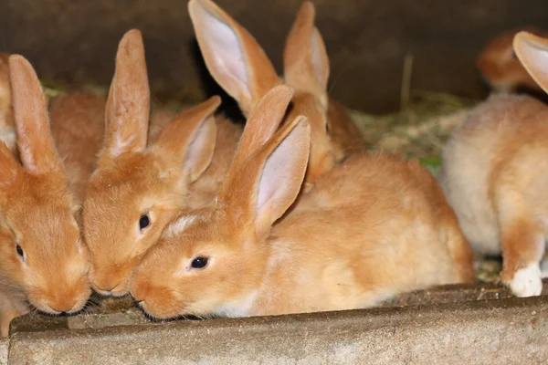 Stock image Rabbit