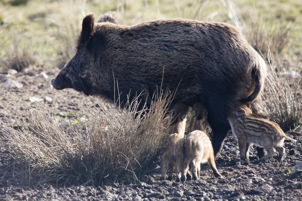 Female wild boar with piglets — Stock Photo, Image