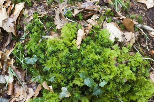 stock image Green moss