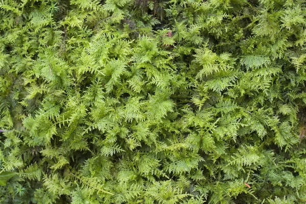 stock image Green moss