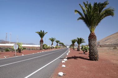 Lazarote's road with palm trees clipart