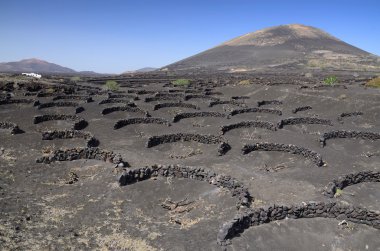 Lanzarote's agriculture clipart