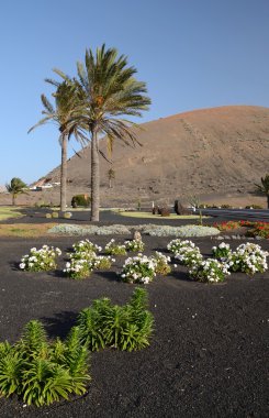 Lanzarote´s vegetation in street square