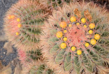 Cactus with bloom