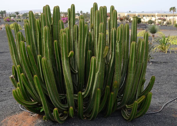 Euforbia Canariensis em Lanzarote — Fotografia de Stock