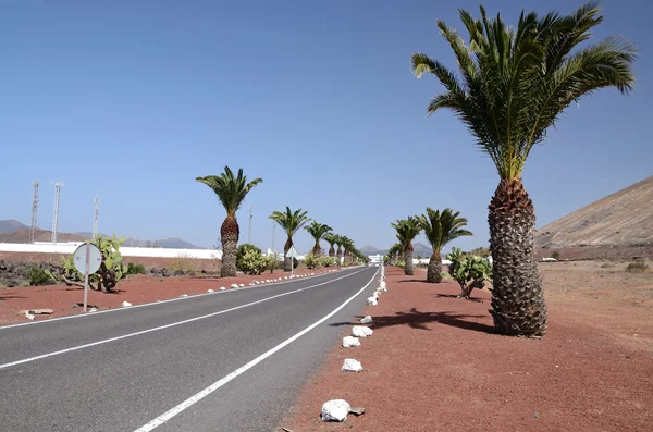 Estrada de Lazarote com palmeiras — Fotografia de Stock