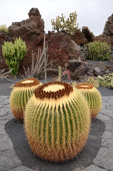 Velké kaktusy — Stock fotografie