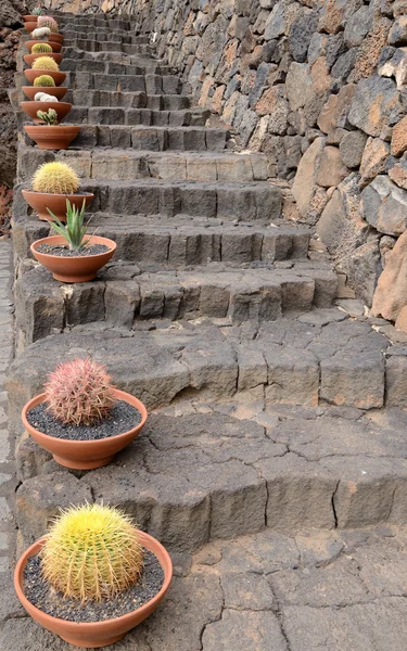 Kaktus rostlin v řádku — Stock fotografie