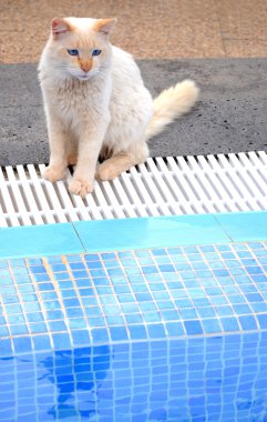 White cat near the pool clipart