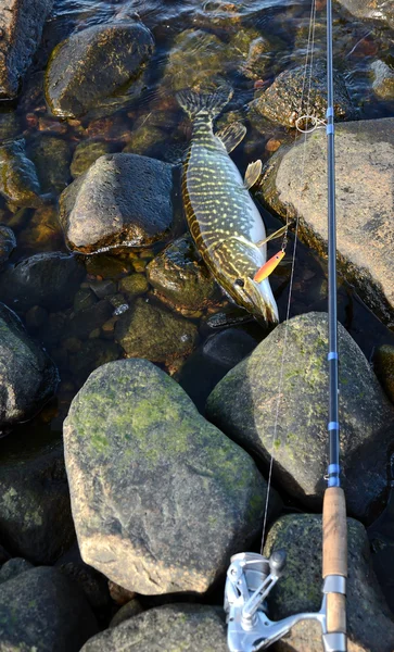 Saison de pêche au brochet — Photo