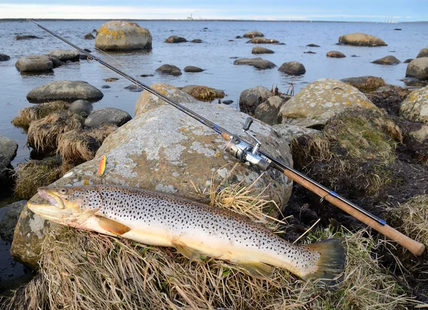 Sea trout fishing trophy — Stock Photo, Image