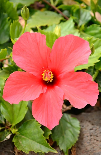 stock image Red hibiscus flower