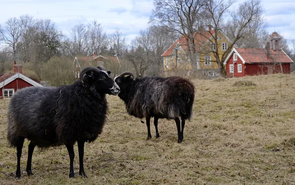 Czarna owca w Szwecji — Zdjęcie stockowe