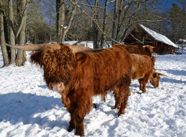 Highland cattle in winter clipart