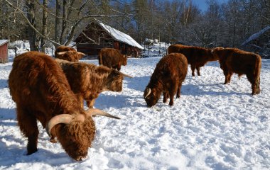 Farm animals in winter clipart