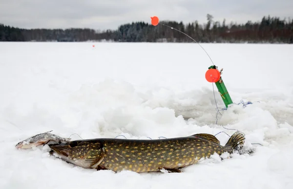 Зимова щука риболовля в Швеції — стокове фото
