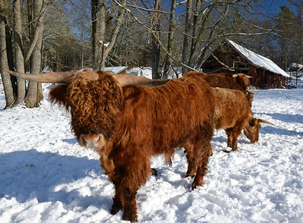 Highland cattle in winter — Stock Photo, Image