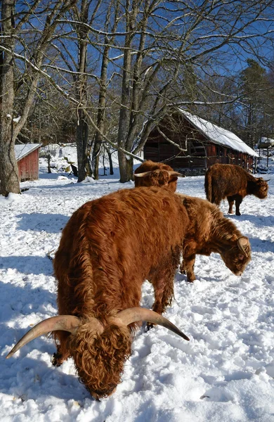 Highland cattle in winter — Stock Photo, Image