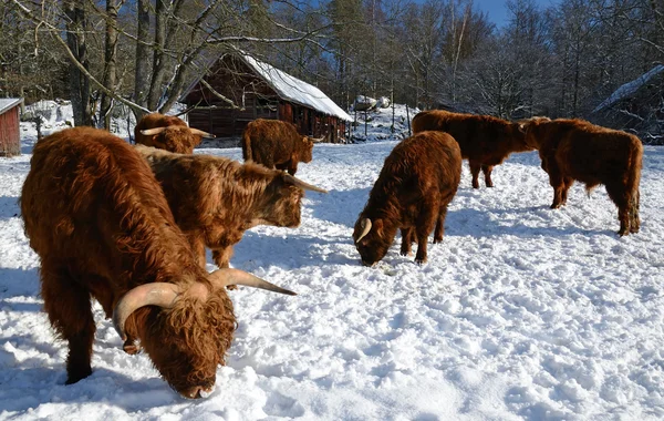 Animais de quinta no inverno — Fotografia de Stock