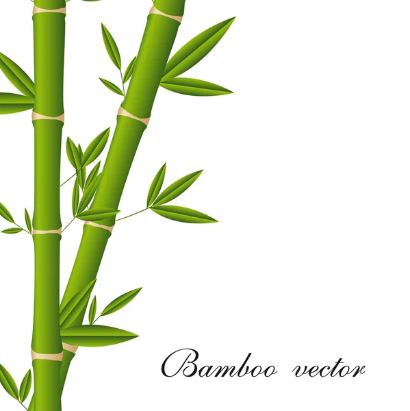 stock vector bamboo