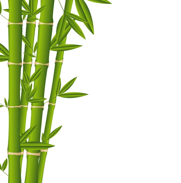 stock vector bamboo