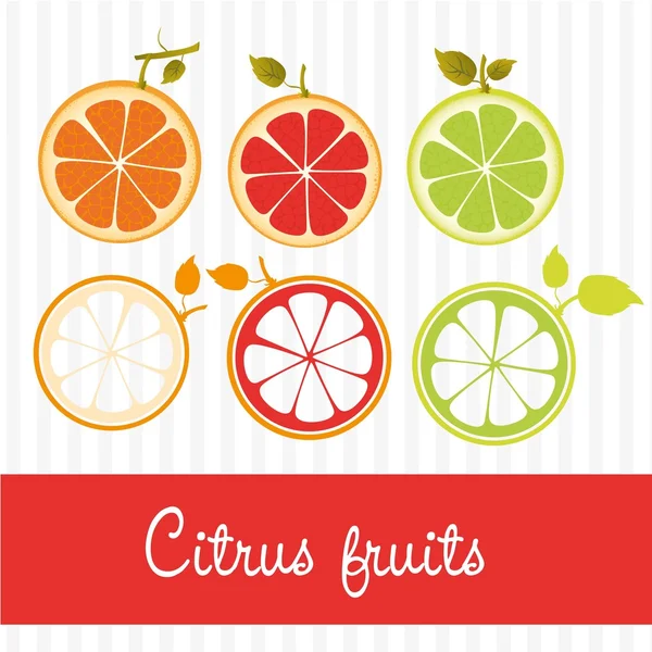 Citrusové plody vektor — Stockový vektor