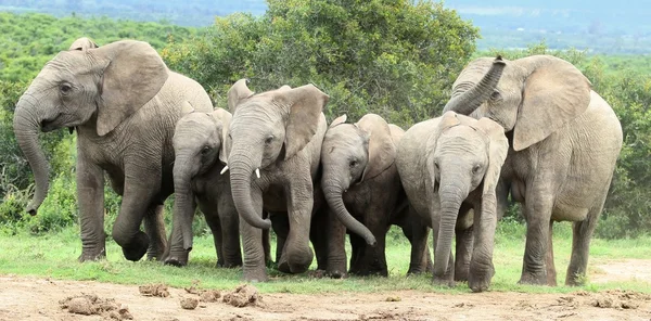 Elefantes africanos correndo — Fotografia de Stock