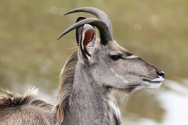 Kudu antilop profili — Stockfoto