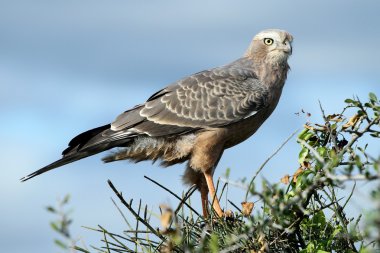 Juvenile Pale Chanting Goshawk Bird clipart