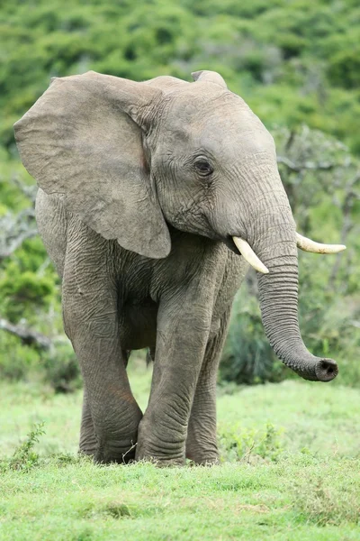 Afrikanischer Elefant riecht — Stockfoto
