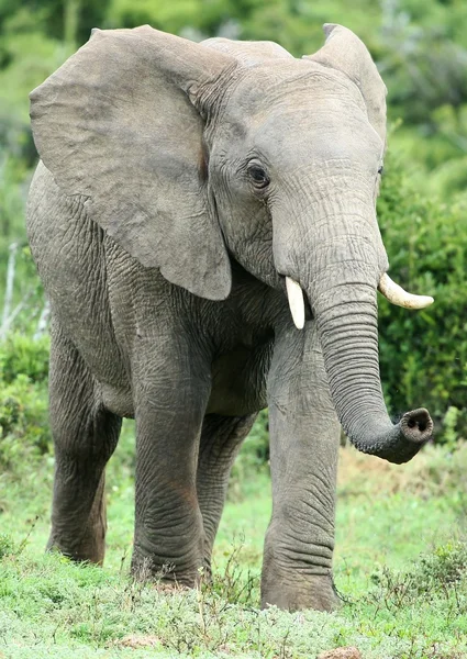 Afrikanischer Elefant riecht — Stockfoto