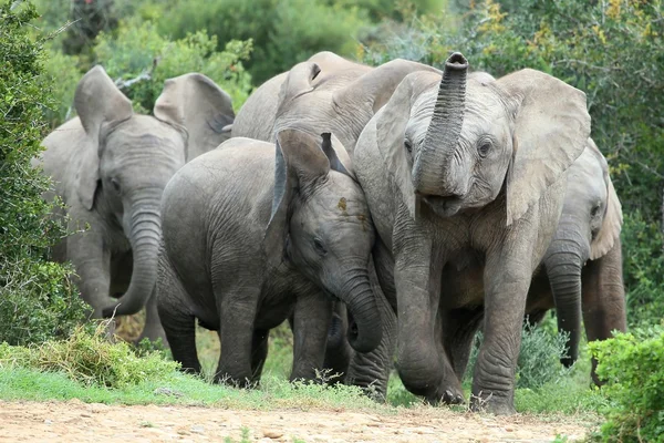 Prieteni elefanți africani — Fotografie, imagine de stoc