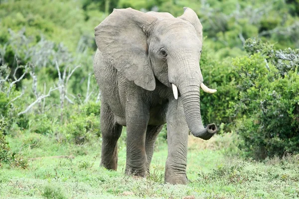 Αφρικανικός ελέφαντας Μυρίζοντας ομάδα — Φωτογραφία Αρχείου
