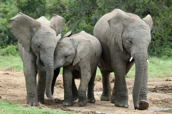 Amigos elefantes africanos — Foto de Stock