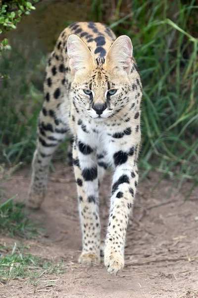Gato selvagem serval — Fotografia de Stock