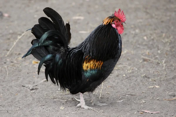 Rooster or Cockerel Bird — Stock Photo, Image