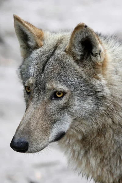 Λύκος πορτρέτο — Φωτογραφία Αρχείου