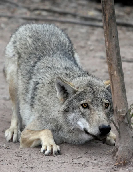 웅크리고 늑대 — 스톡 사진