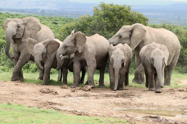 Οι αφρικανικοί ελέφαντες στο waterhole — Φωτογραφία Αρχείου