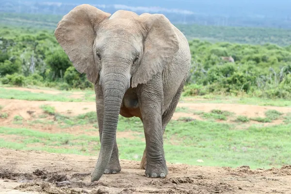 Slon africký žena — Stock fotografie