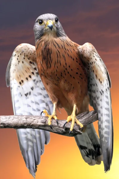Kestrel Bird of Prey — Stock Photo, Image