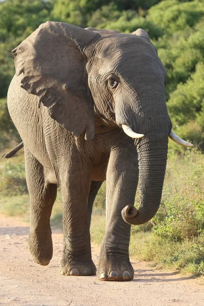 Éléphant d'Afrique — Photo