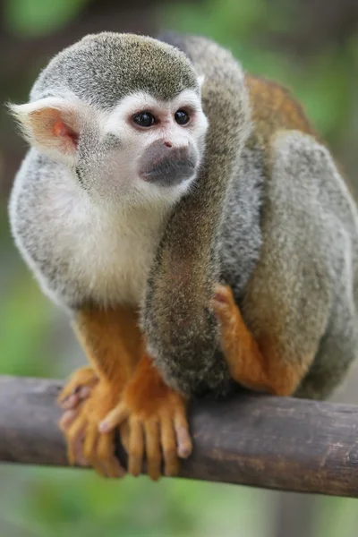 Squirrel Monkey — Stock Photo, Image