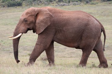 Afrika fili yürüyüş