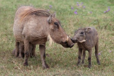 Warthog öpücük