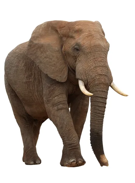 Africanelephant na białym tle — Zdjęcie stockowe