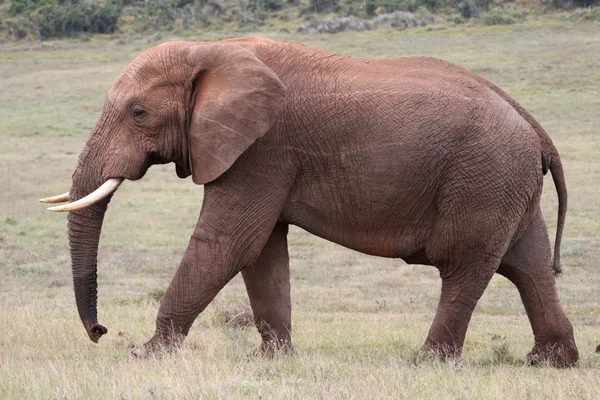 Caminhada de elefantes africanos — Fotografia de Stock